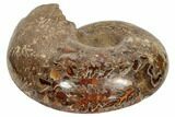 Honey-Orange Ammonite (Argonauticeras) - Befandriana, Madagascar #192187-2